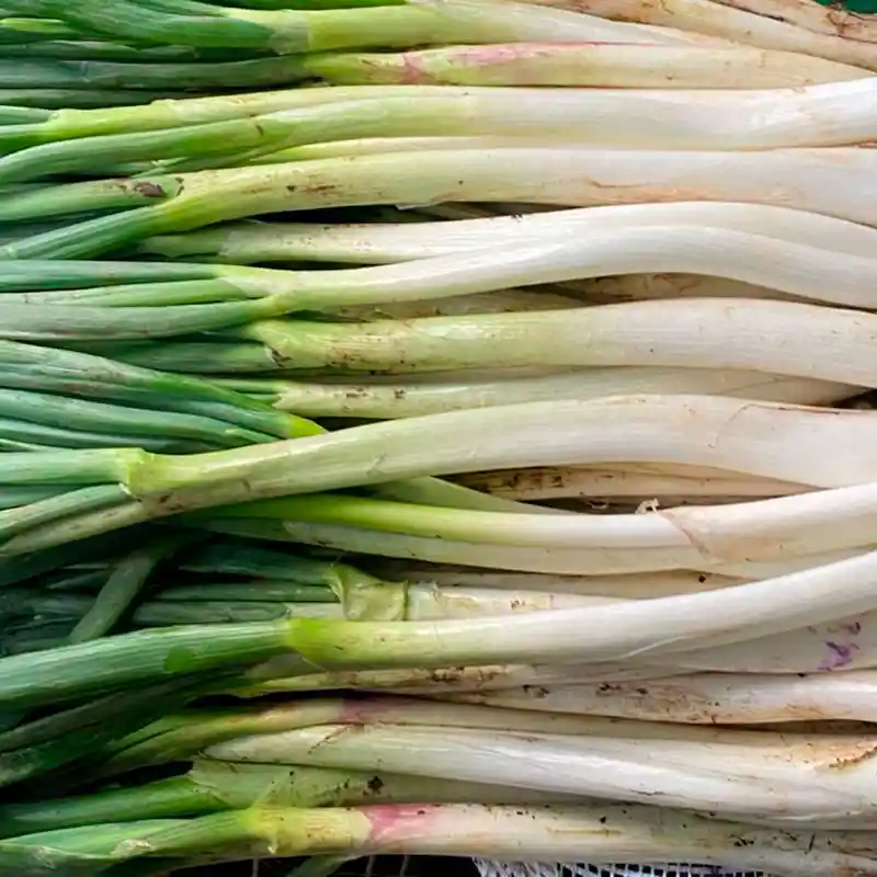 Cebolla Larga 500gr