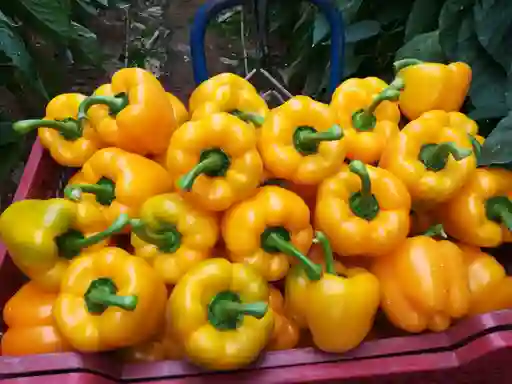 Pimenton Amarillo 500gr