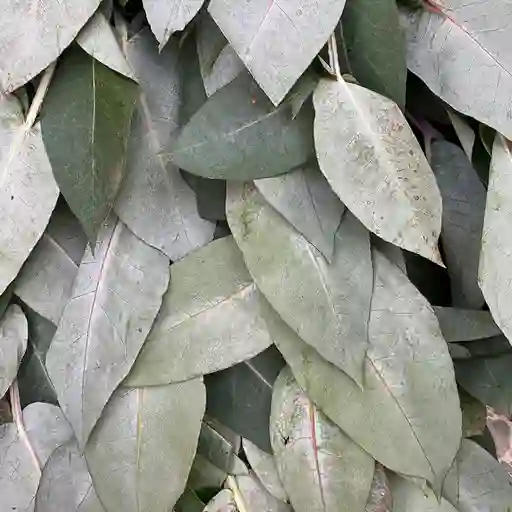 Eucalipto