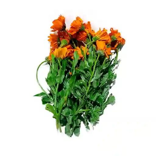 Calendula
