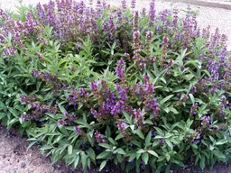 Salvia / Lavanda