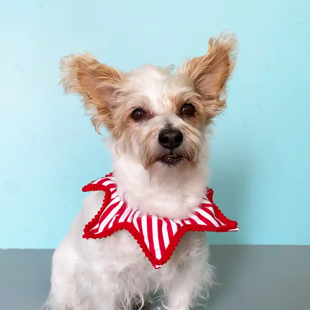 Collar Xl Rayas Blanco Y Rojo Navidad