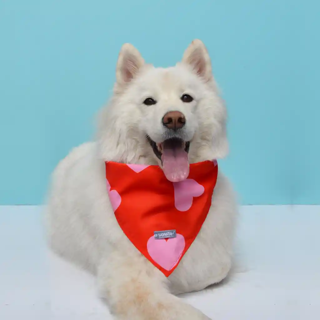 Pañoleta Para Perro Talla S Roja Corazones Rosados
