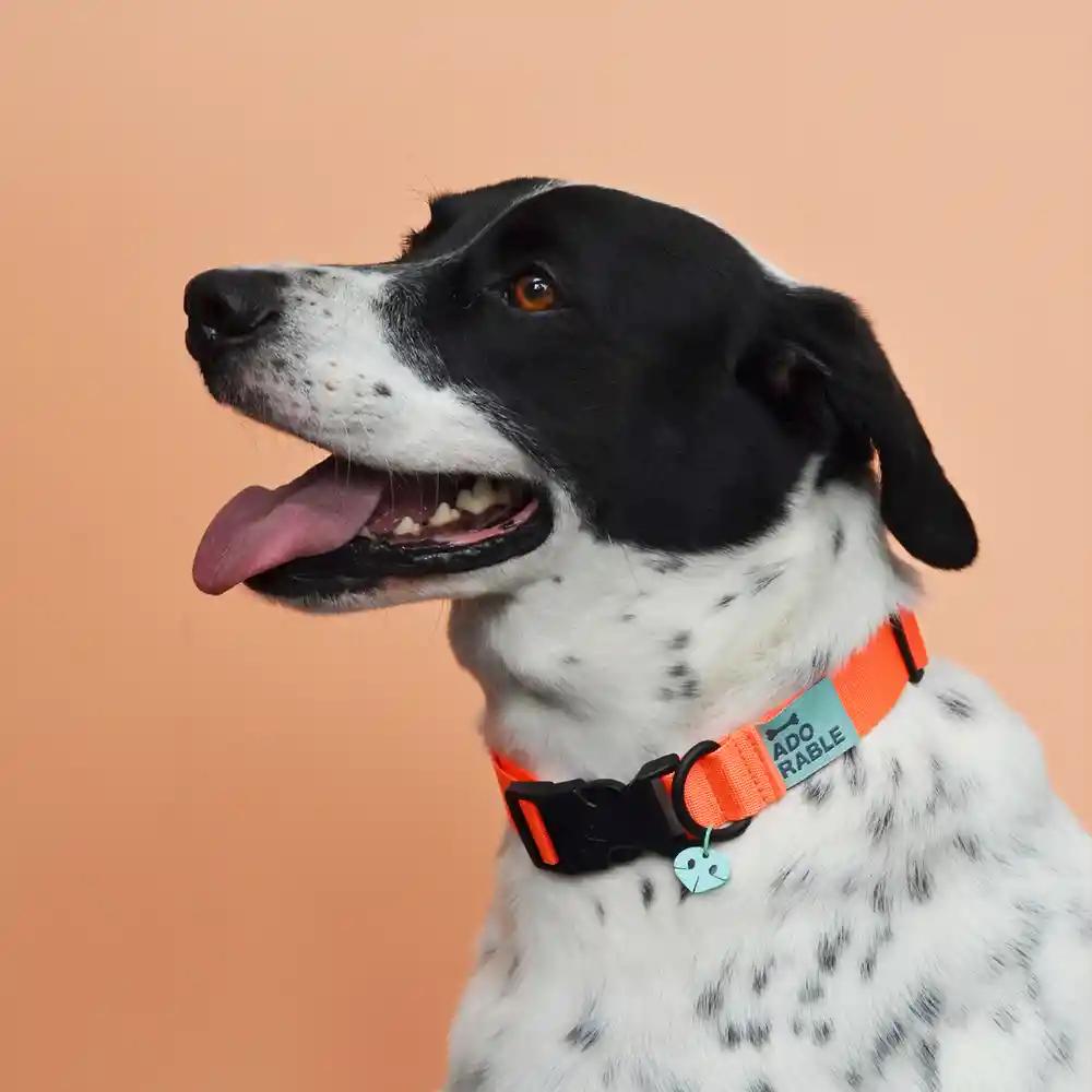 Collar Xs Unicolor Adorable Naranja Neón