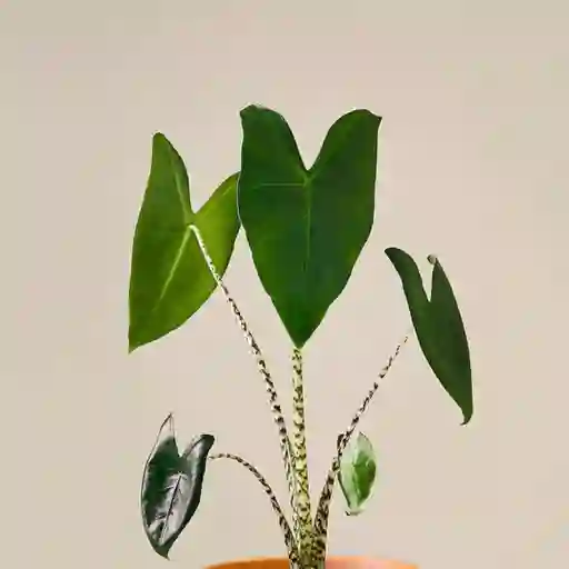 Alocasia Zebrina