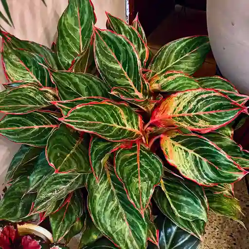 Aglaonema Lion