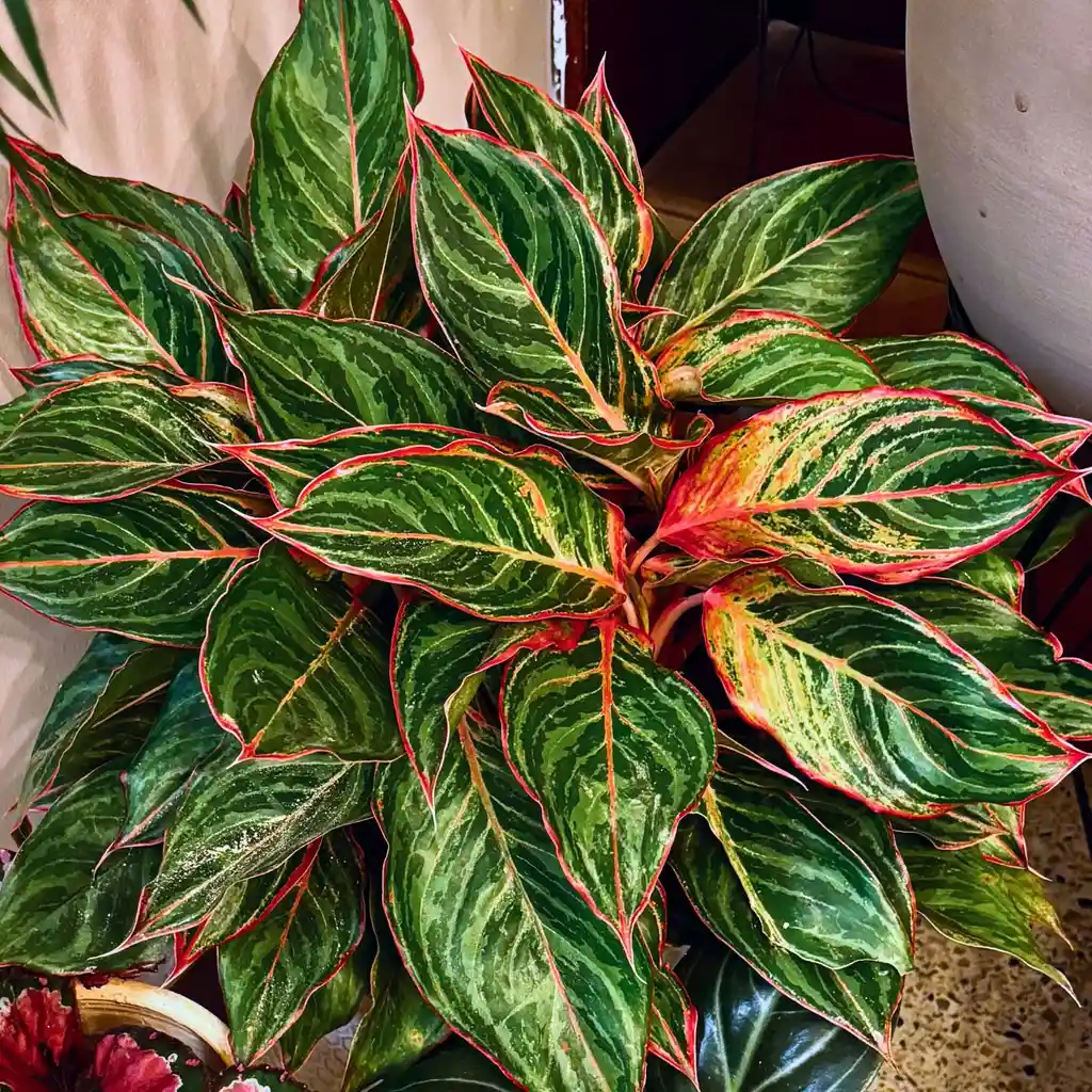 Aglaonema Lion