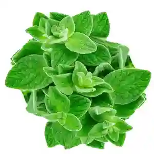 Oregano