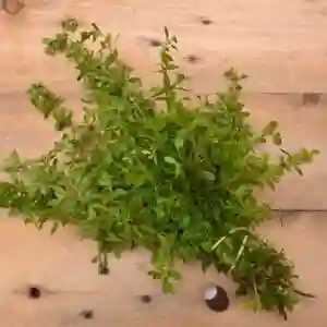 Menta
