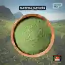 Matcha Línea Premium Japonés