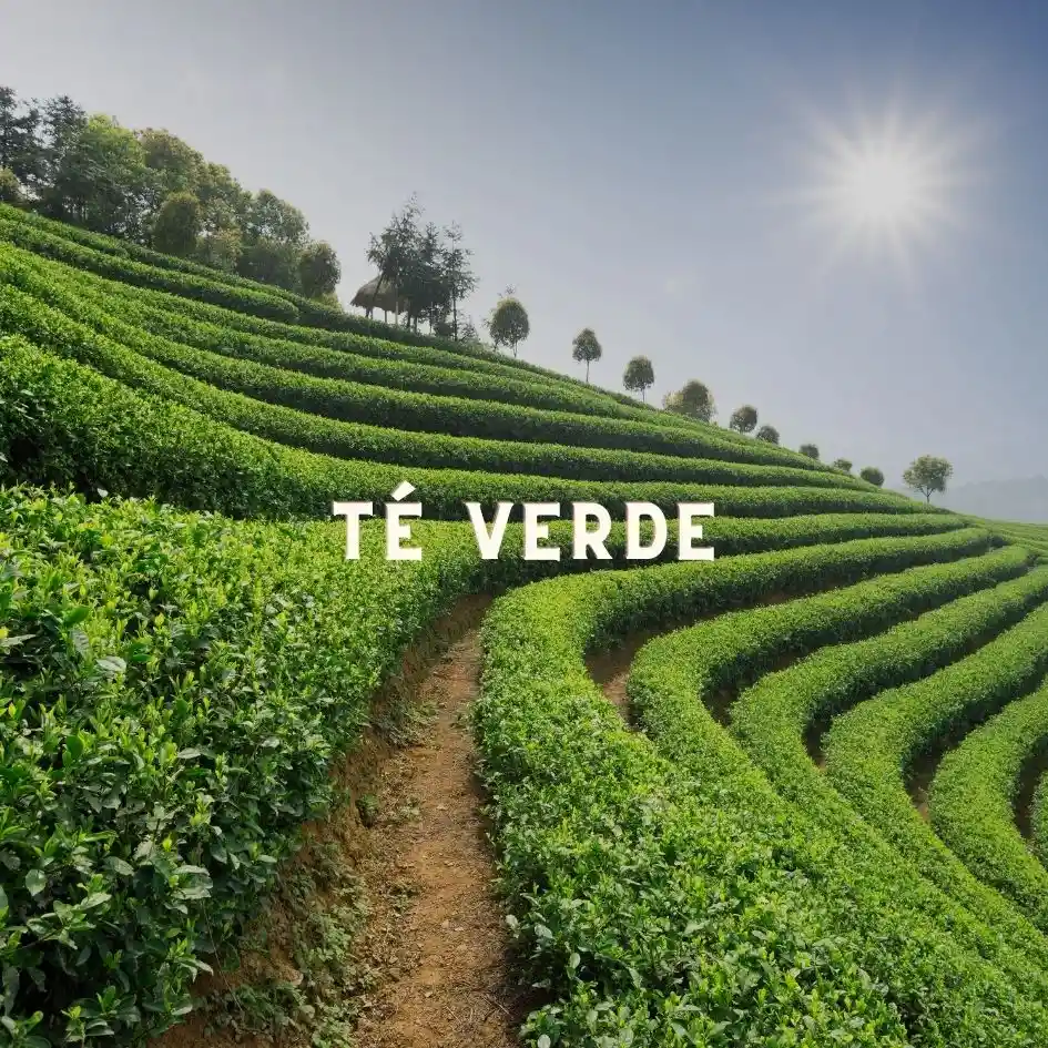Sencha Fujian - Té Verde