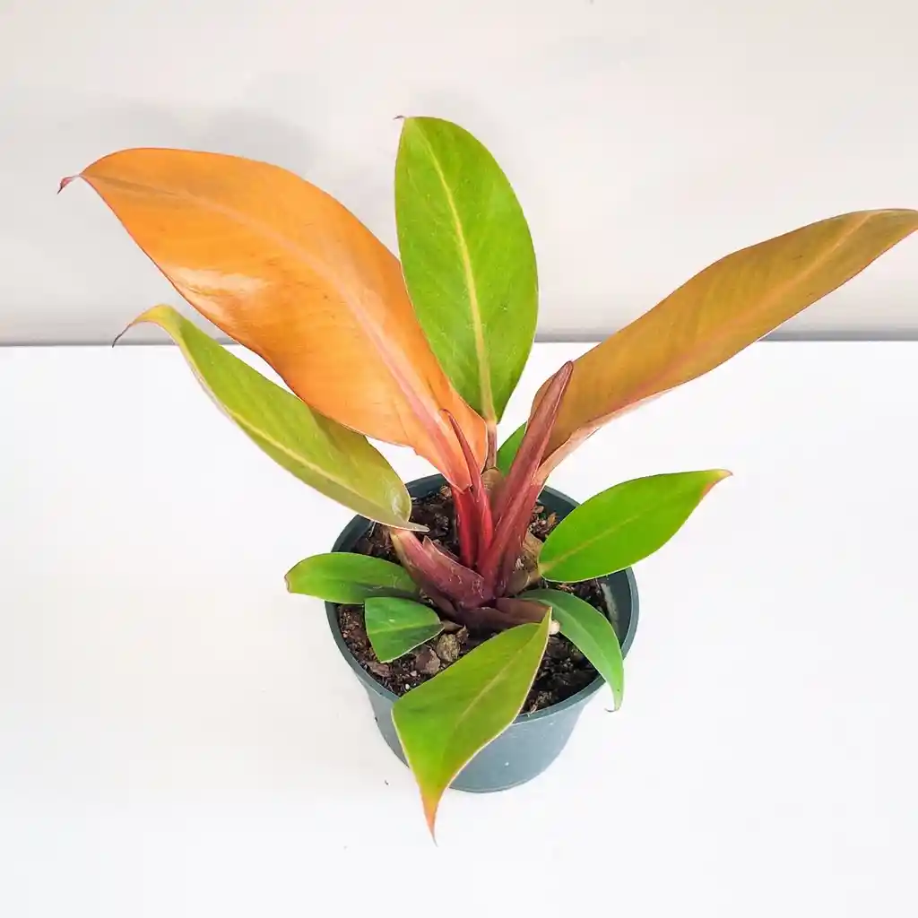Filodendro Prince Of Orange