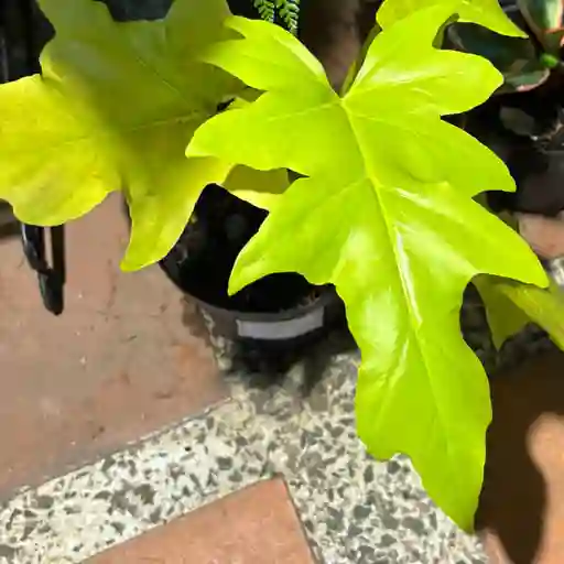 Filodendro Aurea