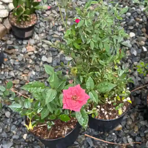 Rosa Miniatura