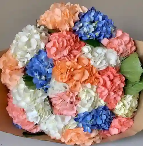 Hortensias 12