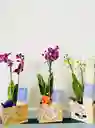 Orquidea Premium Y Velas