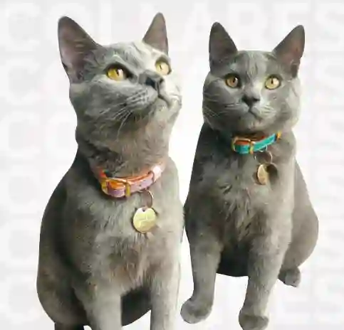 Totem – Collar En Cuero Vegano Para Gato