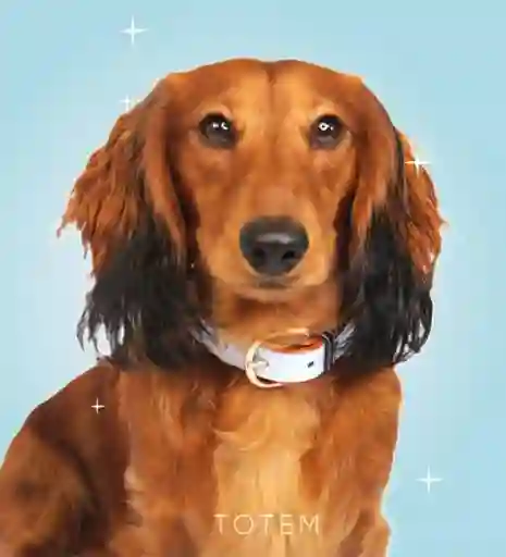 Totem – Collar Cuero Vegano Perro Talla M