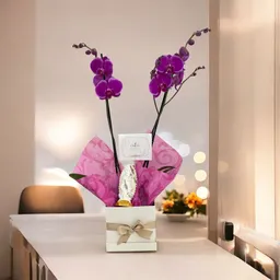Gift Box Orquideas Supreme Virgen 12 Cms