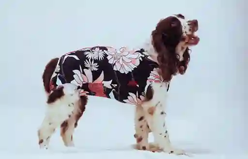 Faja Postquirurgica Hembra L Gata O Perra