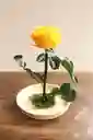 Rosa Preservada Amarilla