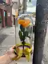 Rosa Preservada Amarilla