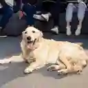 Almohadillas Antideslizantes L