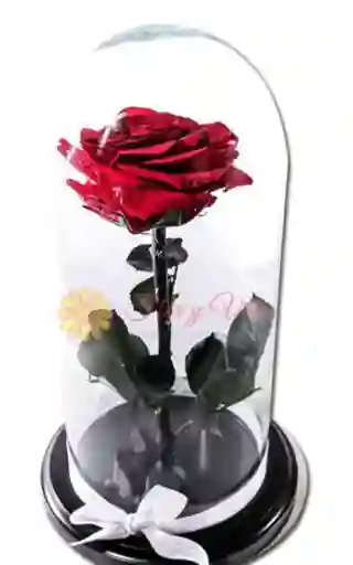 Rosa Inmortalizada
