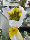 Tulipanes