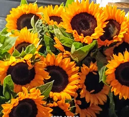 Girasoles Primavera