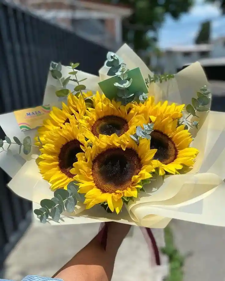 6 Girasoles Para Ti