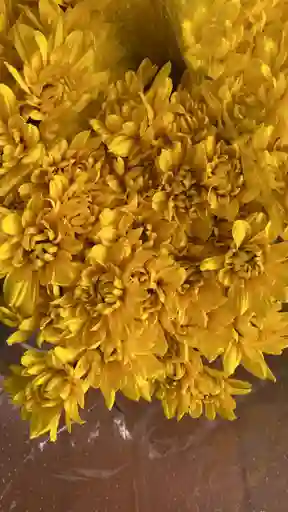 Flor Amarilla