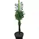 Euphorbia Trigona O Árbol Africano De Leche De 45 Cm De Largo