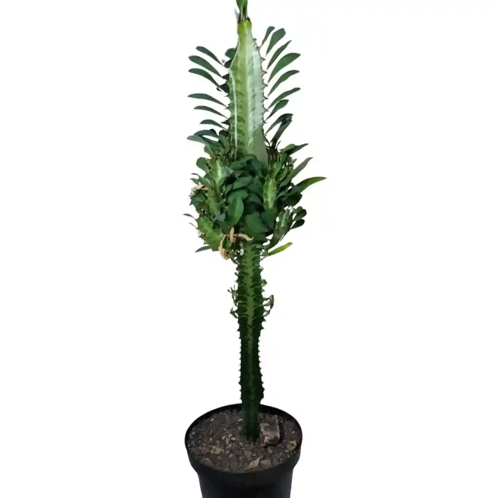Euphorbia Trigona O Árbol Africano De Leche De 45 Cm De Largo