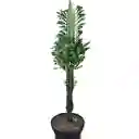 Euphorbia Trigona O Árbol Africano De Leche De 45 Cm De Largo