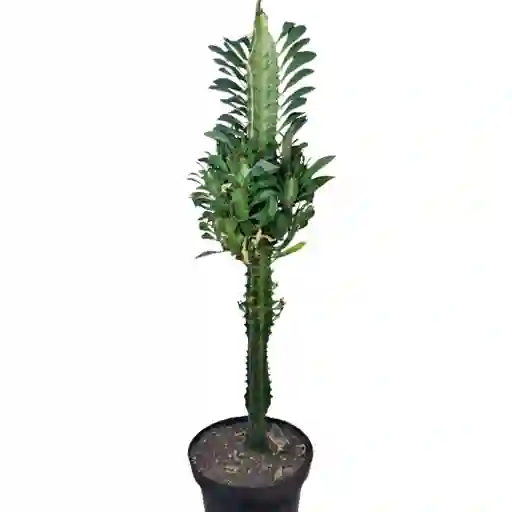 Euphorbia Trigona O Árbol Africano De Leche De 45 Cm De Largo