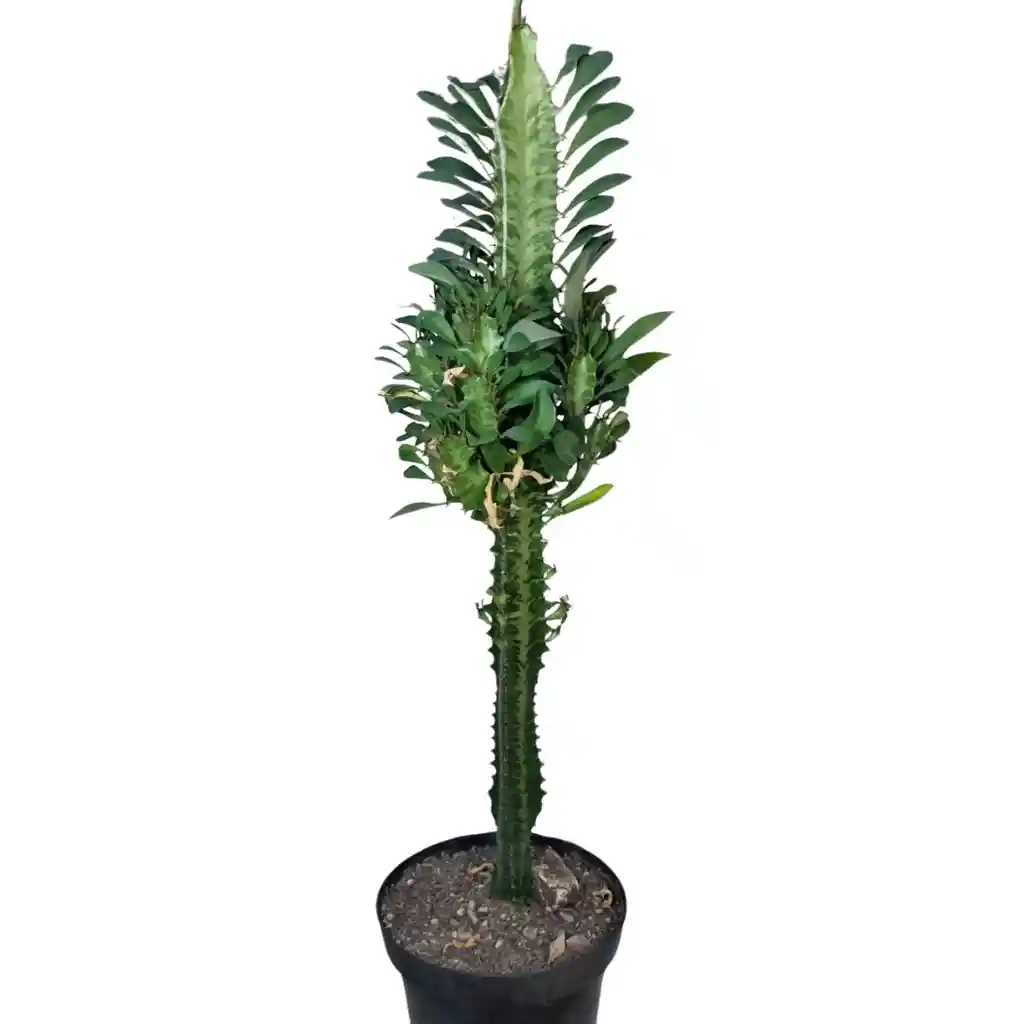Euphorbia Trigona O Árbol Africano De Leche De 45 Cm De Largo