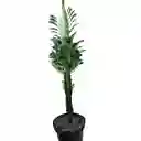 Euphorbia Trigona O Árbol Africano De Leche De 45 Cm De Largo