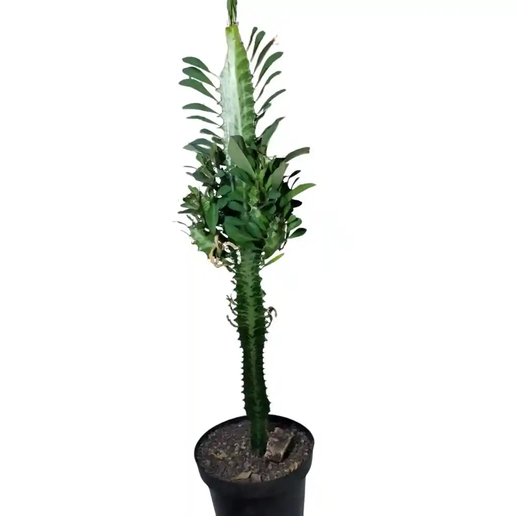 Euphorbia Trigona O Árbol Africano De Leche De 45 Cm De Largo