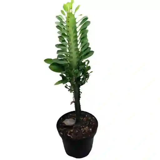 Euphorbia Trigona O Árbol Africano De Leche De 45 Cm De Largo 35cm