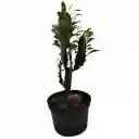 Cactus Euphorbia Trigona 20 Cm