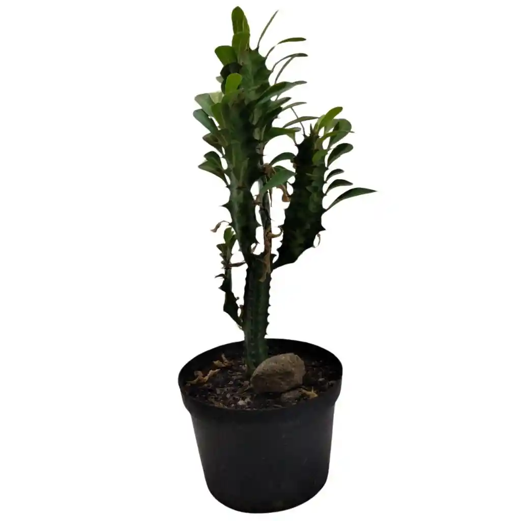 Cactus Euphorbia Trigona 20 Cm
