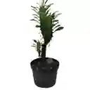 Cactus Euphorbia Trigona 20 Cm