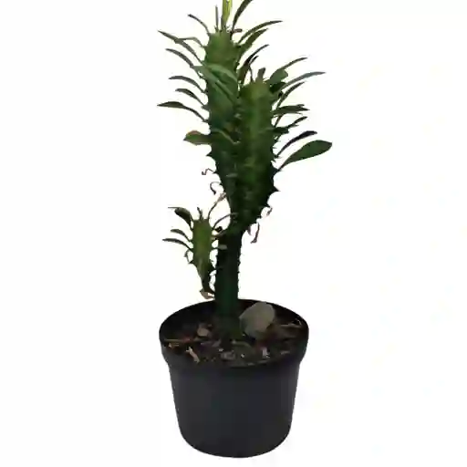 Cactus Euphorbia Trigona 20 Cm