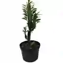 Cactus Euphorbia Trigona 20 Cm