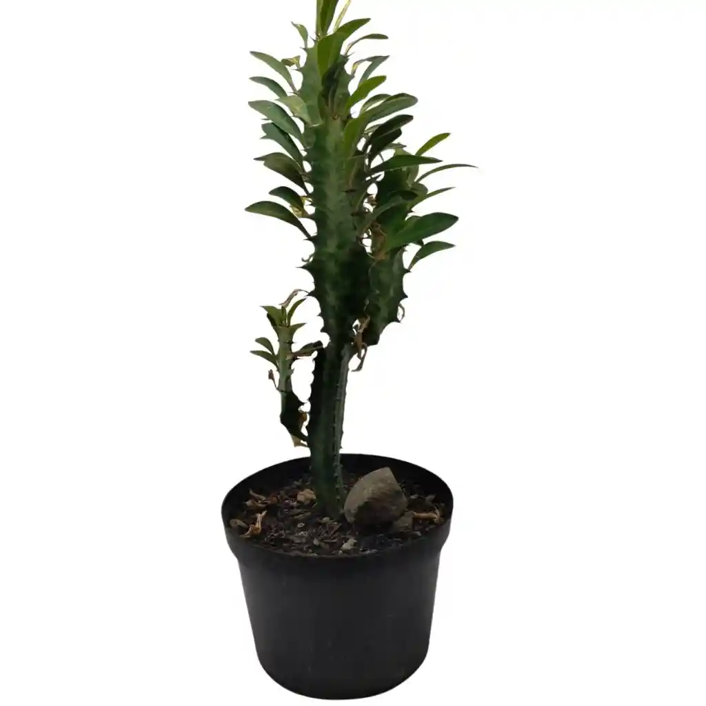 Cactus Euphorbia Trigona 20 Cm