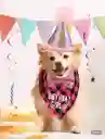 Set Cumpleaños De Mascotas Set De Pañuelo Sombrero