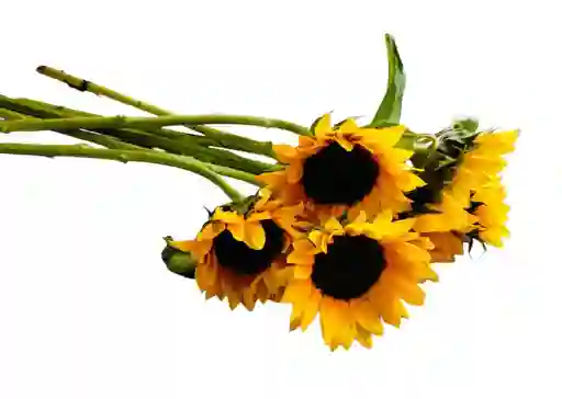 5 Girasoles Para Tu Hogar