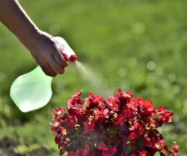 Insecticida Orgánico