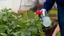 Insecticida Orgánico